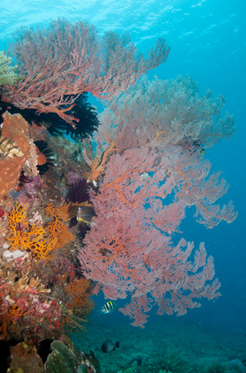 Seefächer - Foto, Druck, Poster, Leinwand
