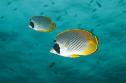 Panda Falterfische - Foto, Druck, Poster, Leinwand