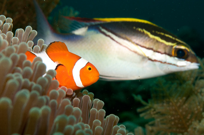 Anemonenfisch, Clownfisch - Foto, Druck, Poster, Leinwand