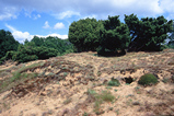 Foto Sandbewuchs