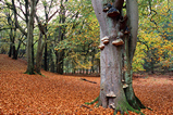 Foto Herbstwald