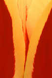 Foto Tulpe, Tulpia