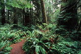 Foto Pazifischer Regenwald