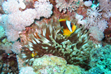 Foto Anemonenfisch, Clownfisch