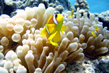 Foto Anemonenfische, Clownfische