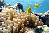 Foto Anemonenfische, Clownfische