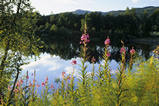 Foto Waldsee