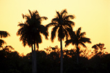 Foto Sonnenuntergang in den Everglades