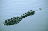 Foto Mississippi-Alligator