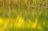 Foto Laubspiegelung im Wasser