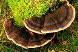 Foto Schwarzgebänderter Harzporling, Ischnoderma benzoinum
