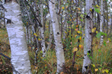 Foto Birkenwald