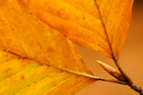 Foto Herbstliche Buchenblätter