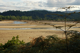 Foto Küstenwald