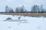 Foto Moorlandschaft im Winter