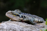 Foto Australische Wasseragame