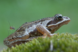 Foto Moorfrosch