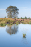 Foto im Moor