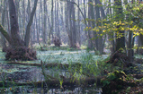 Foto Erlenbruchwald