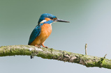 Foto Eisvogel