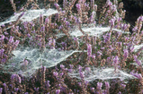Foto Spinnweben auf Heidekraut