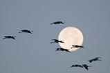 Foto Kraniche vor dem Vollmond