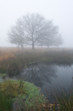 Foto Bäume im Moor