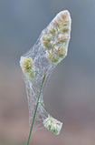 Foto Knäuelgras mit Spinnweben
