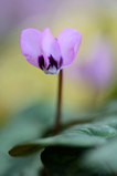 Foto Alpenveilchen
