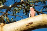 Foto Rosakakadu