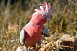 Foto Rosakakadu