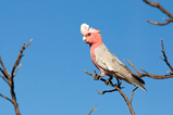 Foto Rosakakadu