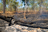 Foto Buschfeuer