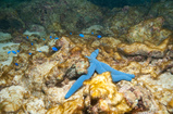 Foto Seestern und Jungfische