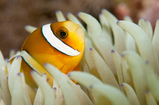 Foto Anemonenfisch