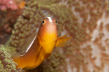 Foto Weißrücken-Anemonenfisch