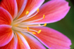 Foto Bitterwurz, Lewisia