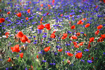 Foto Blumenwiese